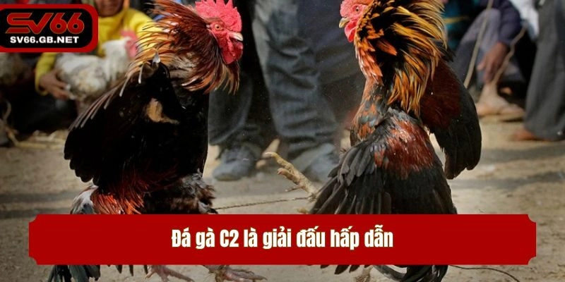 Đá gà C2 là giải đấu hấp dẫn