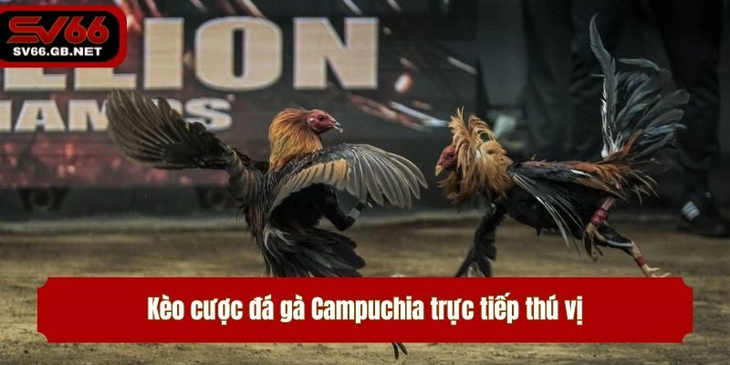 Kèo cược đá gà Campuchia trực tiếp thú vị