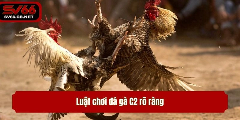 Luật chơi đá gà C2 rõ ràng