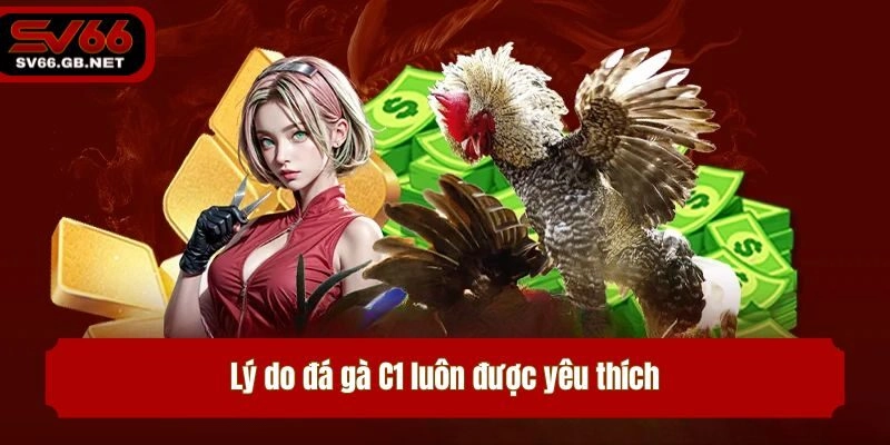 Lý do đá gà C1 luôn được yêu thích